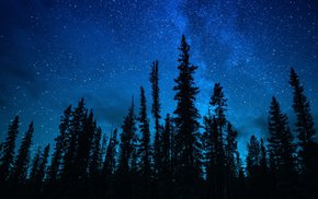 Milky Way Illuminates Forest Trees