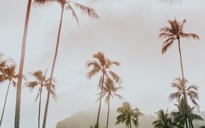 Palm Trees Mountains Tropics Preview