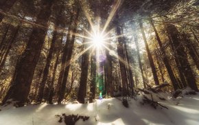 Winter Forest Sun Rays Through Snowy Trees