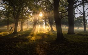 Sunrise Sunbeams Through Woods At Dawn
