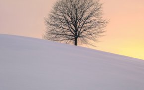 Lone Tree On Snowy Winter Hillock