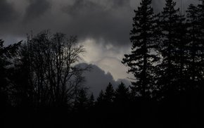 Monochrome Forest Under Overcast Sky