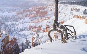 Snowy Canyon Sunrise With Central Tree