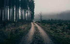 Foggy Dirt Road Through Forest Trees